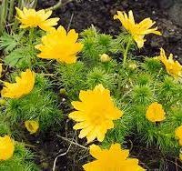 Адонис весенний или горицвет