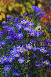 Астра многолетняя — звезда осеннего сада