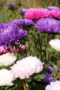 Астра однолетняя (Китайская)