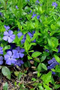 Барвинок — колдовская фиалка