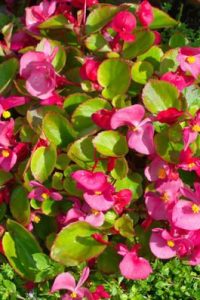 Бегония вечноцветущая выращиваем в саду