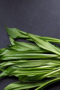 Популярные растения, которые отпугивают комаров