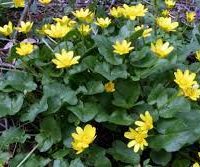 Чистяк весенний