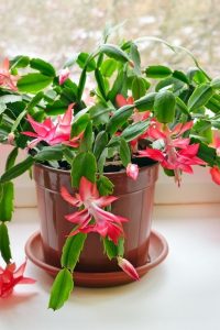 Декабрист — необычный кактус