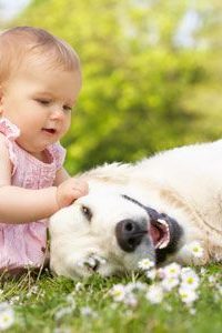 Собаки, которые ловят мышей и крыс