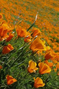 Эшшольция — калифорнийский мак