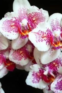 Фаленопсис – выращиваем чудо-бабочку