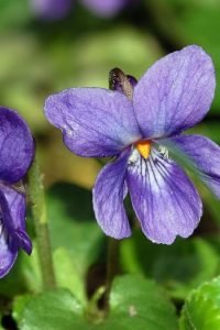 Фиалка душистая — наполняем сад ароматом