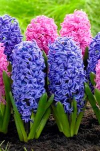 Гиацинт выращивание и уход