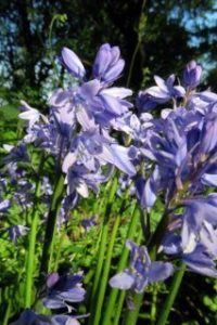 Гиацинтоид — дикий гиацинт