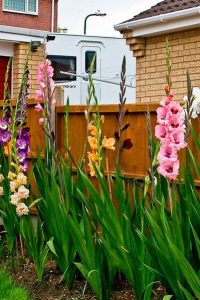 Гладиолус — выращивание и уход