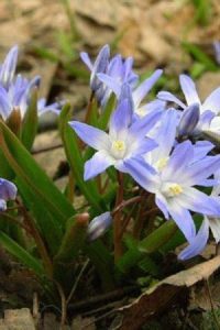 Хионодокса — снежная красавица