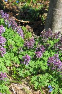 Хохлатка — первый весенний цветок