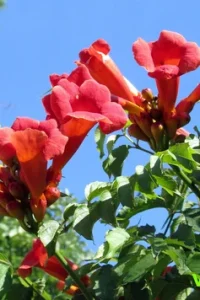 Кампсис — декоративная лиана