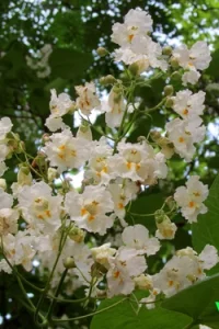 Катальпа — трубное дерево