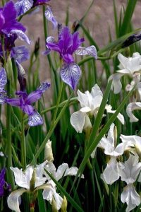 Ирисы (касатики) посадка и уход