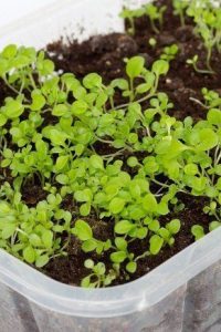 Как вырастить рассаду петунии