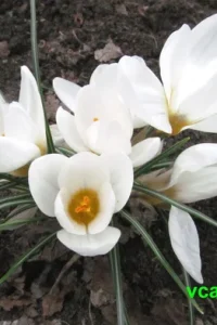 Крокус (шафран) — выращивание и уход