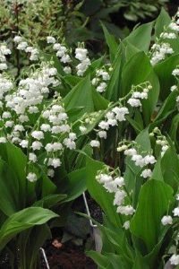 Ландыш – приручаем лесного гостя