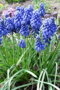 Мускари — мышиный гиацинт