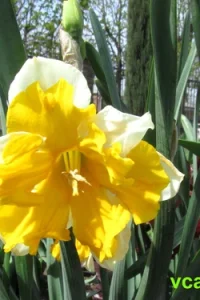 Нарцисс — выращивание и уход