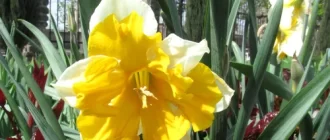 Нарцисс — выращивание и уход