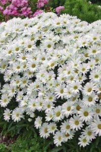 Нивяник — ромашка садовая