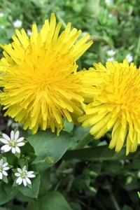 Одуванчик — не просто сорняк