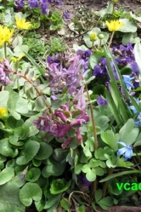 Первоцветы в саду