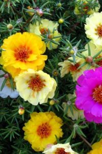 Портулак крупноцветковый — выращивание и уход