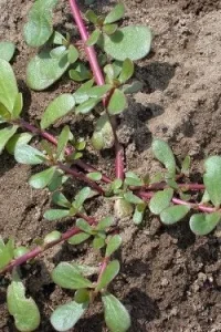 Сорняки, которые можно употреблять в пищу