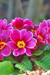 Примула садовая или первоцвет