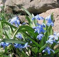 Пролеска (Сцилла) — голубой подснежник