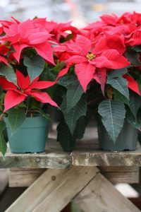 Пуансеттия — рождественская звезда