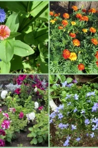 Садовые однолетники — простор для фантазии