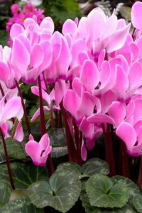 Цикламены — порхающие бабочки выращиваем в саду