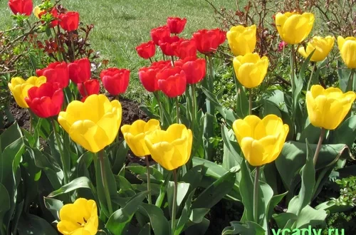 Тюльпан — выращивание и уход