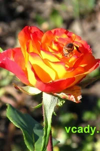 Выращивание роз из черенков