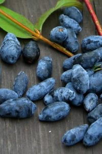 Жимолость съедобная — полезная ягода