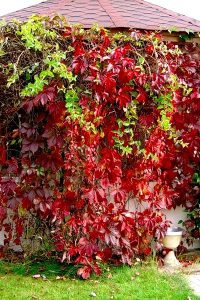 Девичий виноград