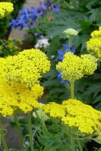 Пять причин, чтобы выращивать тысячелистник у себя на участке