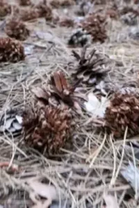 Использование хвои на садовом участке