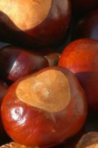 Как можно использовать конские каштаны дома