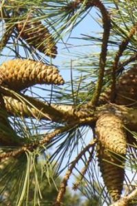 Как можно использовать сосновые шишки дома и в саду