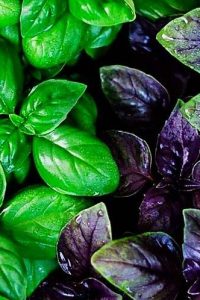 Многоликий базилик