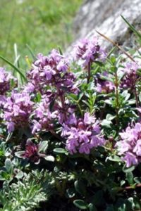 Чабрец (тимьян ползучий)