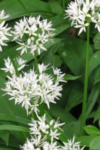 Как вырастить черемшу на садовом участке