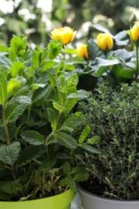 Пять причин выращивать пряные травы