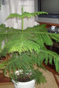 komnatnye-rasteniya-pohozhie-na-yolochku