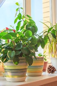 Зимний уход за комнатными растениями